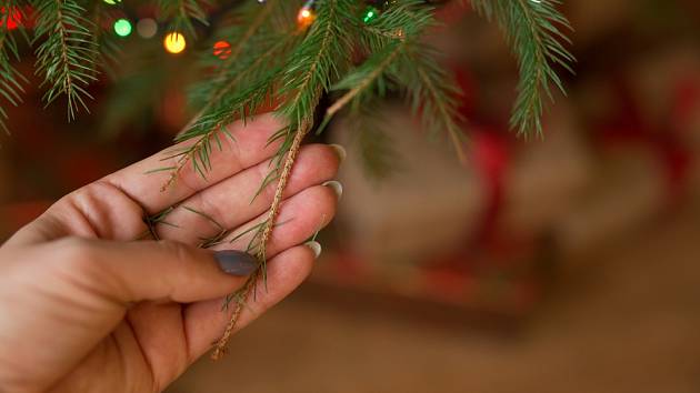 Jak vybrat vánoční stromek, aby mu hned neopadalo jehličí.