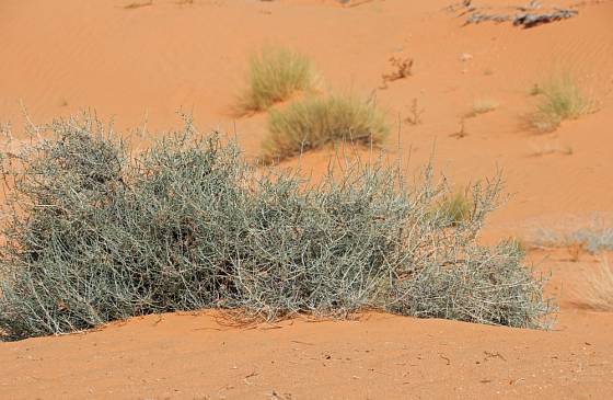 Krásnohlávek, zvaný též drátovec, na saharské poušti.ara.