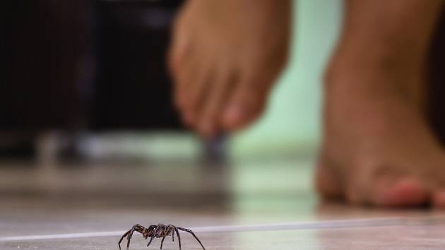 Vyžeňte pavouky z domu či bytu jednou provždy.