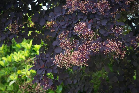 Ruj vlasatá, odrůda Royal Purple