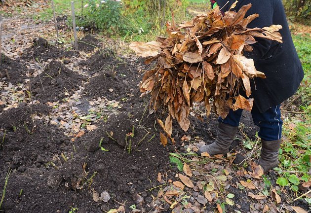Kombinace kompostu a listí ochrání i citlivé rostliny, například choulostivější růže