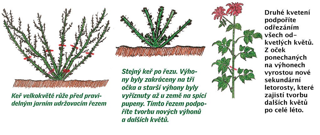 Jak stříhat a prořezávat záhonové a popínavé růže? | iReceptář.cz
