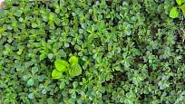 Šrucha zelná je jedlá, vůči suchu odolná a pohledná půdopokryvná rostlina