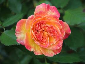 Mnohokvětá růže Gartenspass.