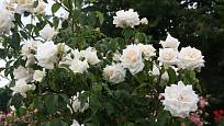 Ilse Krohn Superior (Kordes, Německo, 1964). Bílý květ je velký asi 10 cm, poupě lehce růžové; výška růže 3,5 m. Opakovaně kvetoucí