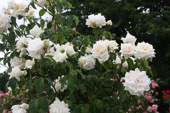 Ilse Krohn Superior (Kordes, Německo, 1964). Bílý květ je velký asi 10 cm, poupě lehce růžové; výška růže 3,5 m. Opakovaně kvetoucí