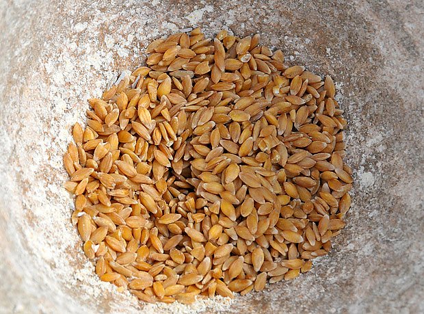 Pšenice jednozrnka v kamenném mlýnku