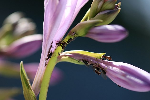 Mravenci s oblibou sají z květů rostlinné šťávy.
