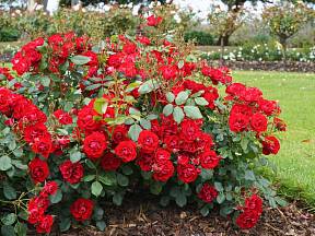 Půdokryvné růže jsou velmi nenáročné na pěstování a potřebují pouze sem tam odstranit staré výhonky.