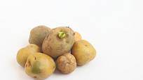 Solanin se ve zvýšené míře vyskytuje v nazelenalé slupce bramborových hlíz i klíčcích.
