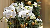 Bíle kvetoucí orchidej Phalaenopsis se hodí i pro vánoční výzdobu