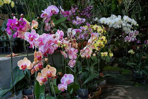 Z orchidejí se nejsnáze pěstuje druh Phalaenopsis.