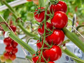 Výběr z nepřeberného množství odrůd není jednoduchý, předem si promyslete, k čemu rajčata budete chtít využívat.
