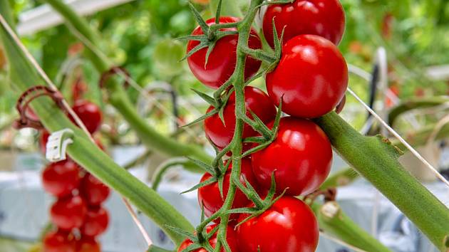 Výběr z nepřeberného množství odrůd není jednoduchý, předem si promyslete, k čemu rajčata budete chtít využívat.