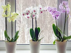Kam v bytě umístit orchidej, aby kvetla?