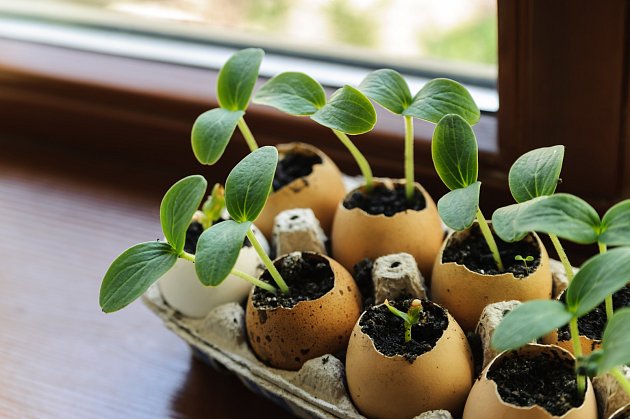 Vaječné skořápky jsou skvělé i pro vyklíčení nové rostlinky.