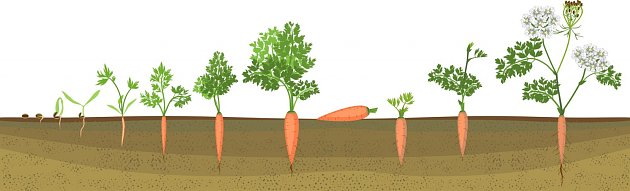 životní cyklus mrkve, dvouletné zeleniny
