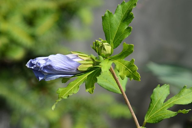 Ibišek syrský (Hibiscus syriacus) má listy vejčité až kosočtverečné.