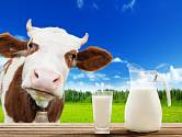 Kravské mléko bez pasterizace nás může otrávit