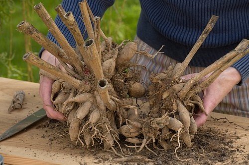 Hlíza jiřiny je vlastně kořen, který je plný výživných látek a minerálů, a rostlině pomáhá překonat nadcházející zimní skladování.