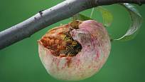 Vosy poškozují dozrávající jablka a zároveň přenášejí moniliózu a jiné choroby.