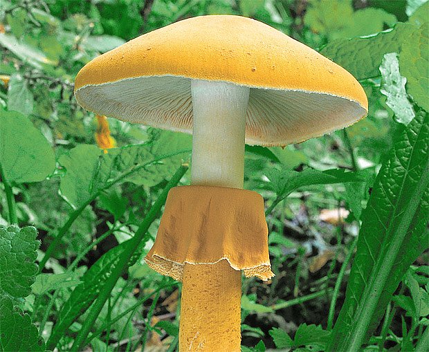 Bedlovnice zlatá je nádherná, nezaměnitelná houba