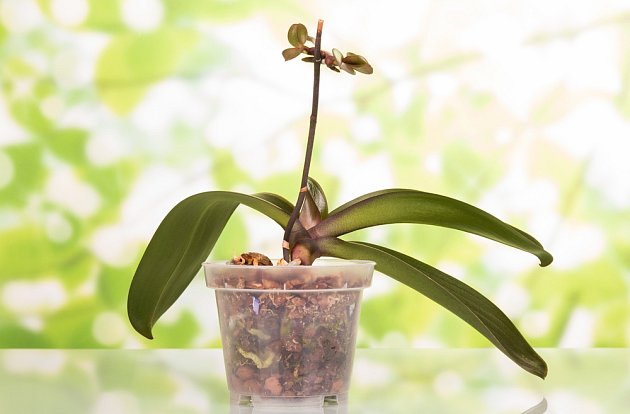 Co udělat s orchidejemi po odkvětu