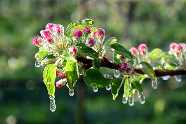mrazíky, zmrzlý květ jabloně
