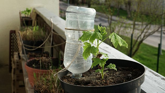 Jak zalévat sazenice rajčat: Jednoduchý samozavlažovací systém z PET lahví  | iReceptář.cz