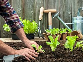 Některé druhy zeleniny může pěstovat i nezkušený pěstitel.