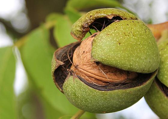 Zdravé ořechy jsou cennou pochoutkou