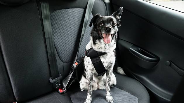 Cestuje-li pes v autě na zadním sedadle, musí mít speciální pás.