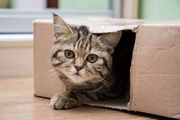 Kočkám stačí ke štěstí jen malý otvor v krabici.