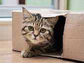 Kočkám stačí ke štěstí jen malý otvor v krabici.