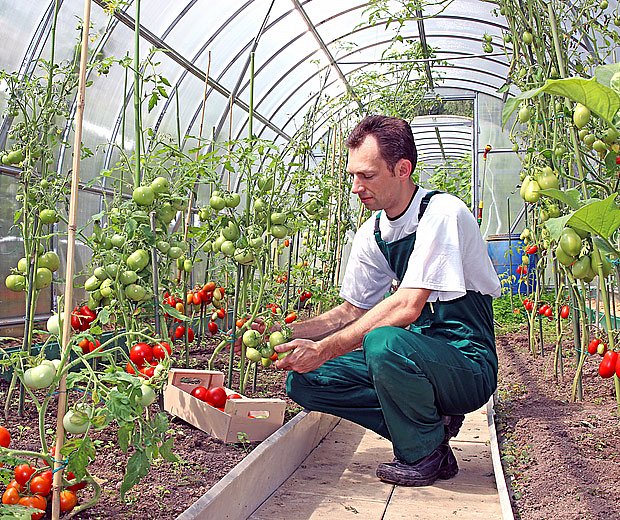Pěstování ve skleníku: okurky, rajčata, papriky, réva,… | iReceptář.cz