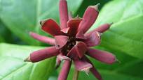 Růže černá, sazaník květnatý (Calycanthus floridus)