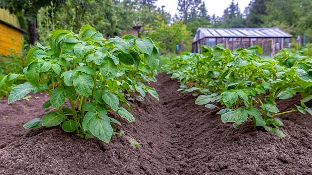 Jak maximalizovat úrodu brambor?