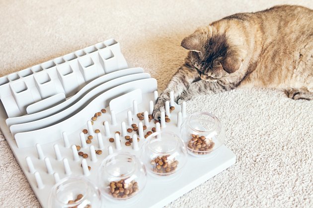 Kočku rozptýlí i promyšlená hračka s granulemi.
