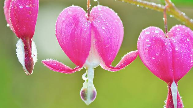 Detail květu srdcovky.