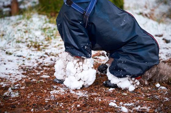 Nalepený sníh na nohách chlupáčů je obvyklý zimní problém.
