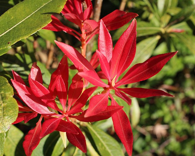 Ohnivě červené listy odrůdy pierisu 'Forest Flame'