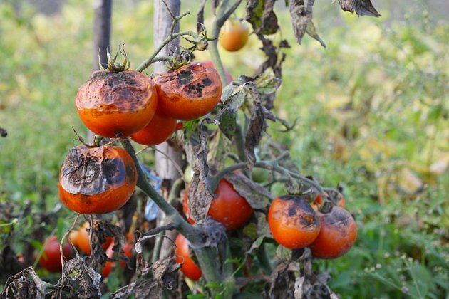 Plíseň bramborová (Phytophthora infestans) na rajčatech.