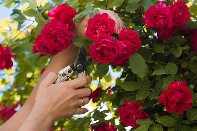 Řízky růží je nejlepší odebrat z keřů na zahrádce.