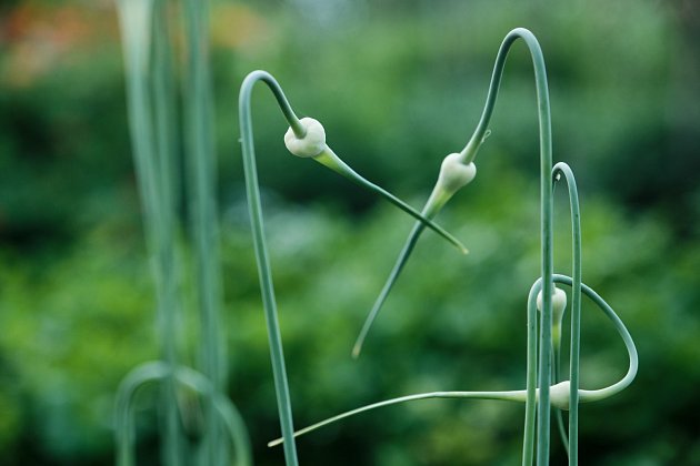 Květy česneku paličáku signalizují dobu vhodnou ke sklizni.