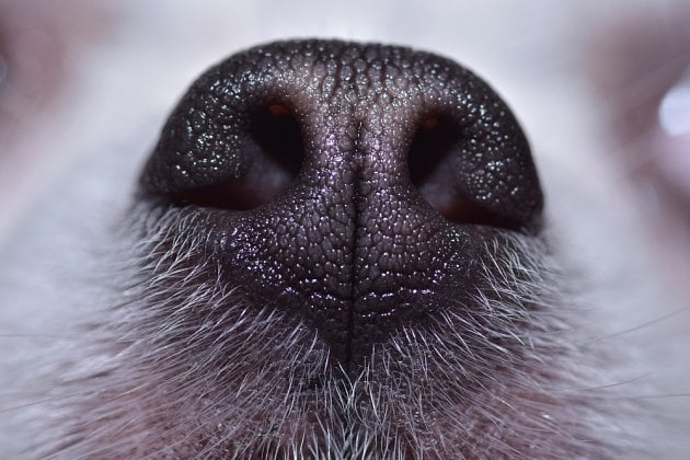 Psí čich je dokonalý smysl. 