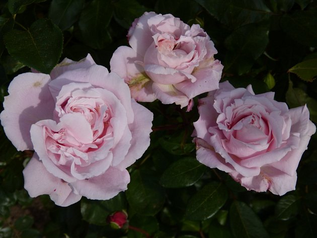 růže odrůdy Constanze Mozart