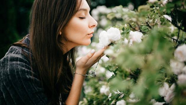 Růže by měly potěšit nejen oko, ale i nos
