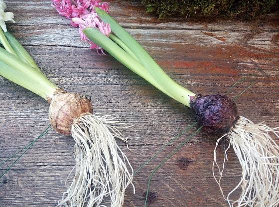 Cibule hyacintů propíchneme drátem a připevníme k základně.