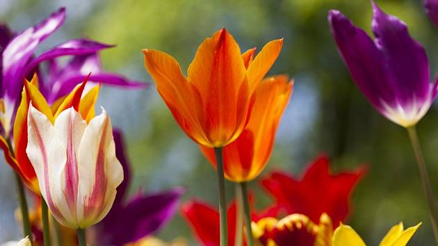 Cibuloviny vás na jaře potěší svými půvabnými květy.