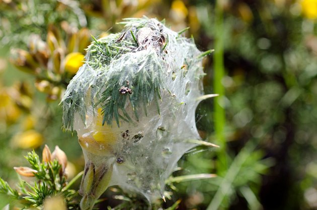 Některé druhy svilušek vytvářejí na napadených rostlinách pavučiny.